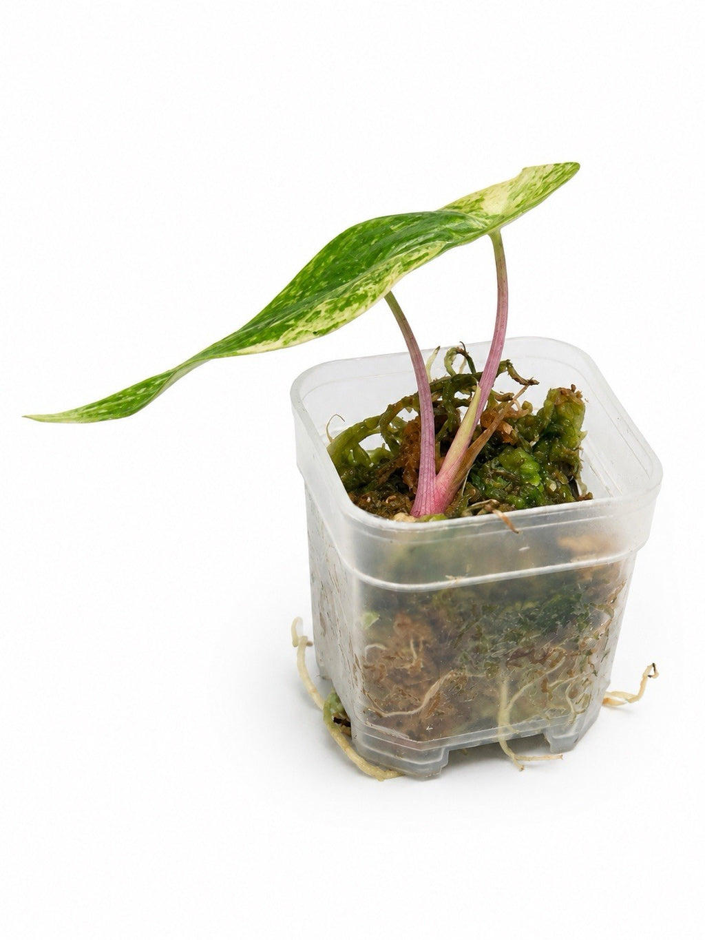 Alocasia Pink Dragon Aurea – Corm Grown | Variegated