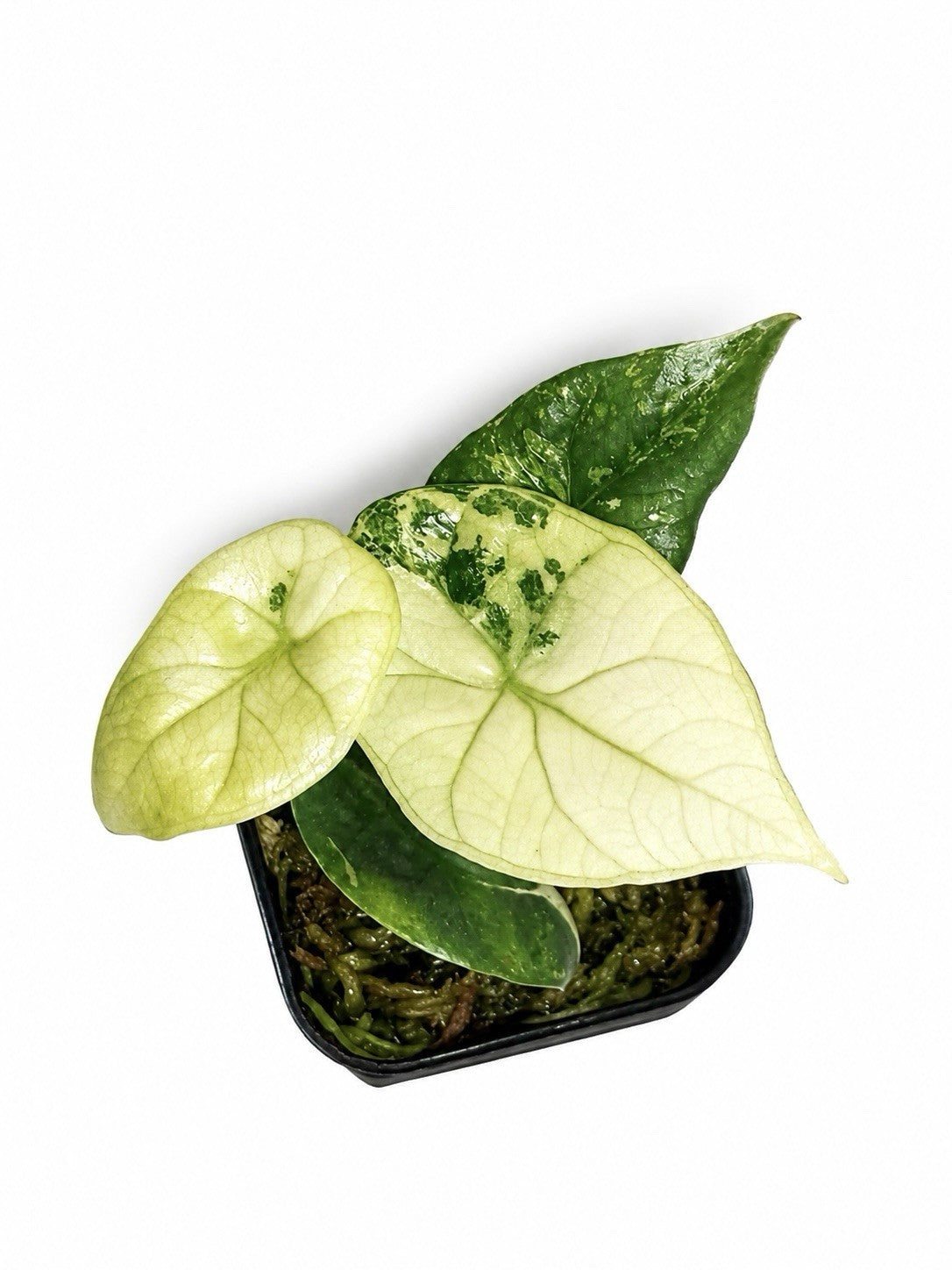 Alocasia Sinuata Albo – Corm Grown | Variegated Rare Collector’s Plant