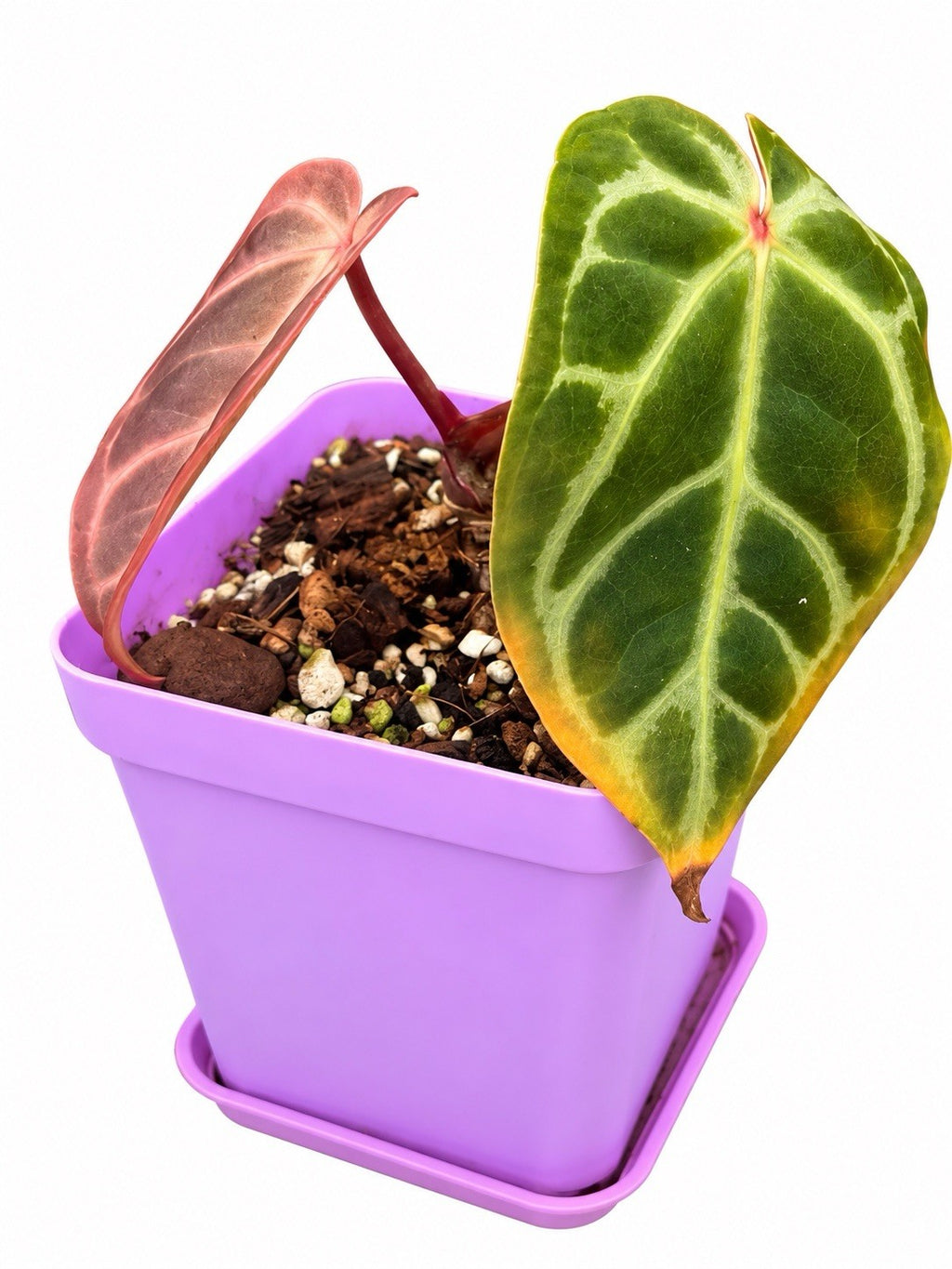 Anthurium (Cryst × Lux × Pap) × (Warocqueanum × Forgetii) | Rare Hybrid | Exact