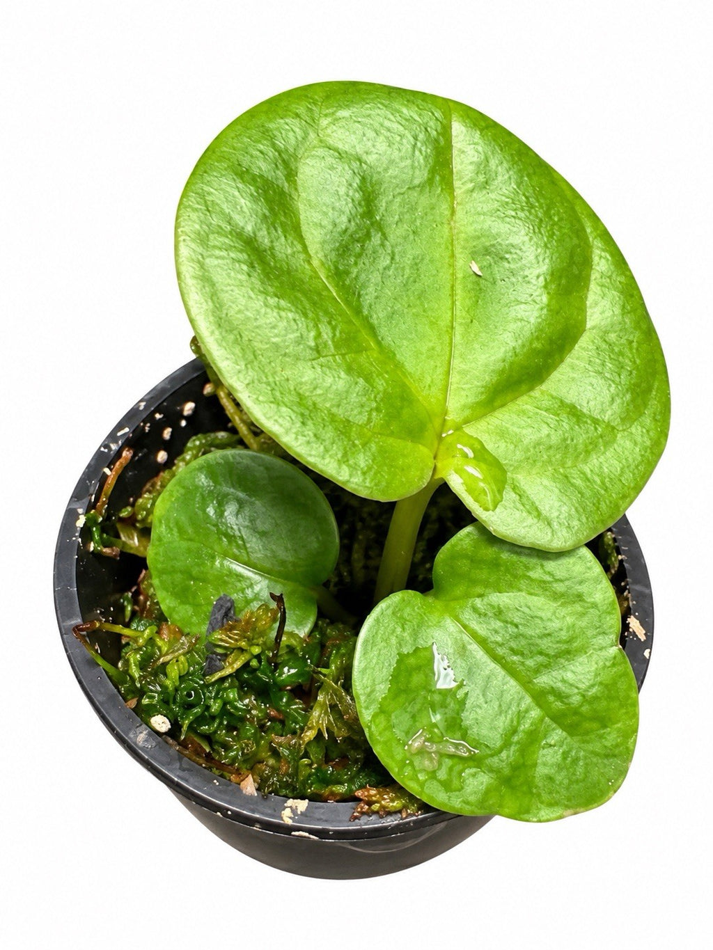 Anthurium SKG Silver × Red Crystal × Luxurians | Seed Grown | Exact Plant