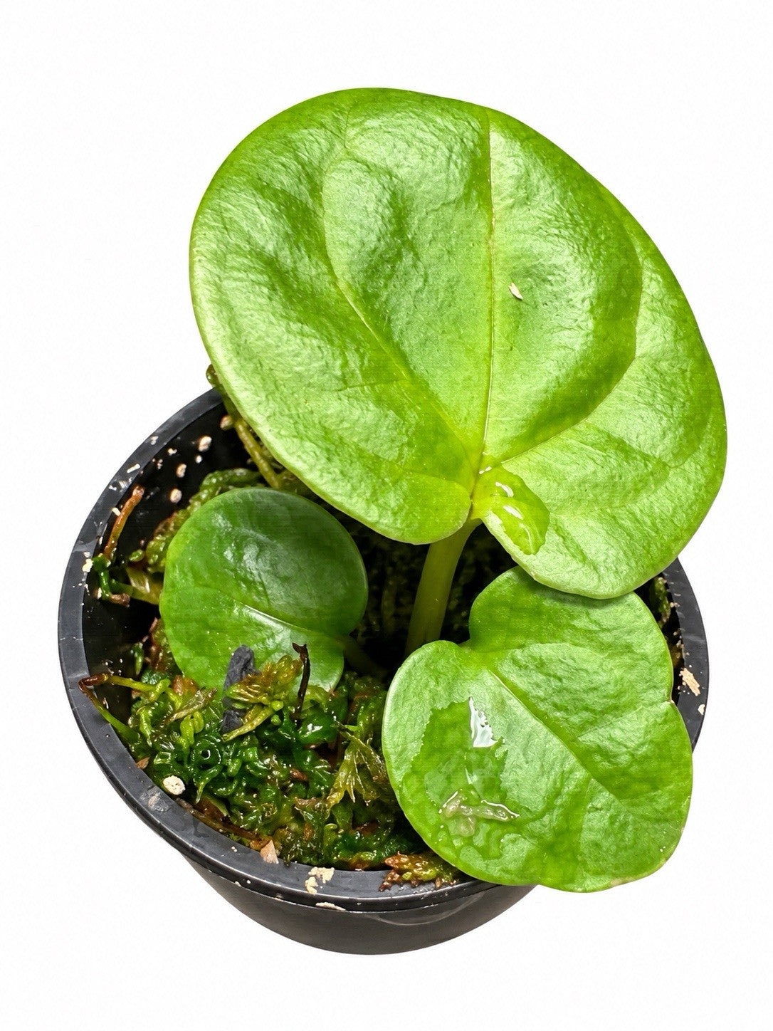 Anthurium SKG Silver × Red Crystal × Luxurians | Seed Grown | Exact Plant
