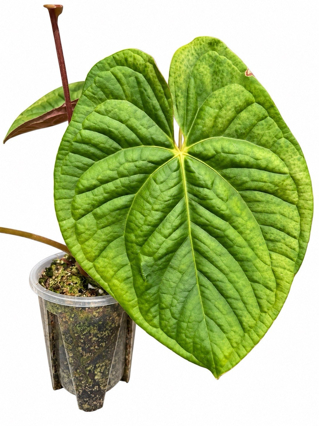 🍀Anthurium Crimson Luxury × Volcanic Ash × Luxurians – Rare Hybrid
