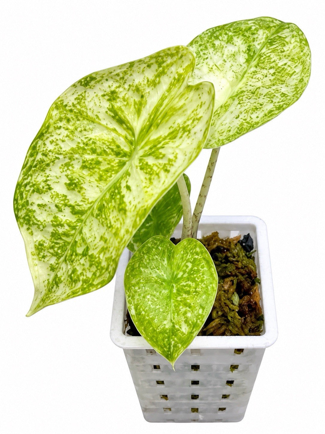 Alocasia Longiloba ‘Thai Constellation’ Variegated – Corm Grown | NOT TC