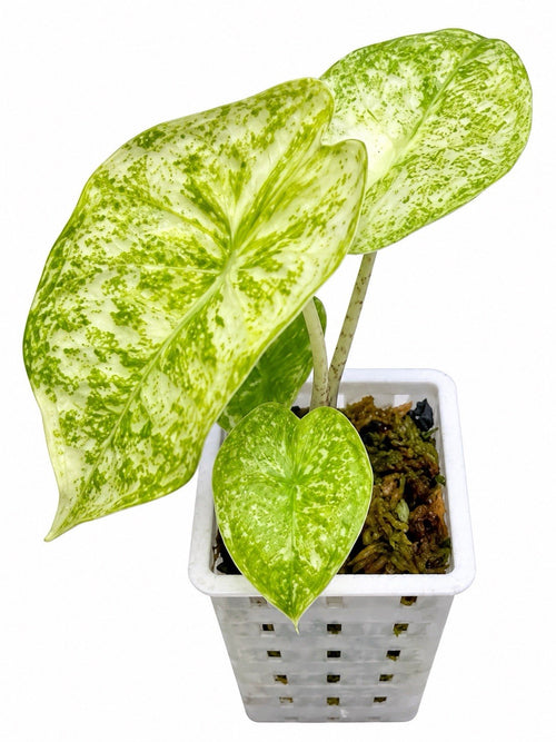 Alocasia Longiloba ‘Thai Constellation’ Variegated – Corm Grown | NOT TC