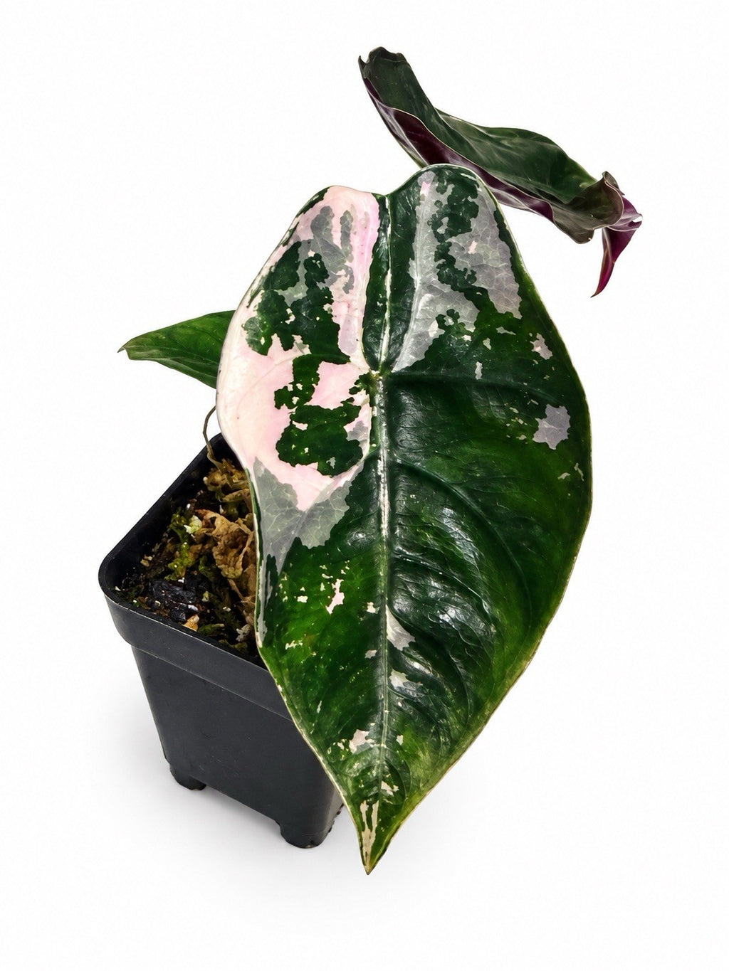 🌿 Alocasia Chanteri Pink Variegated – Corm Grown 🩷