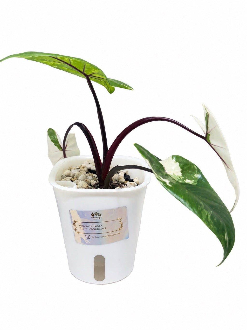 Alocasia macrorrhiza ‘Black Stem Albo Variegata’ | Corm Grown | Exact Plant