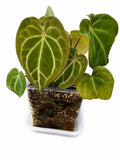 🌿 Anthurium NOID Hybrid – Established Plant 🌿