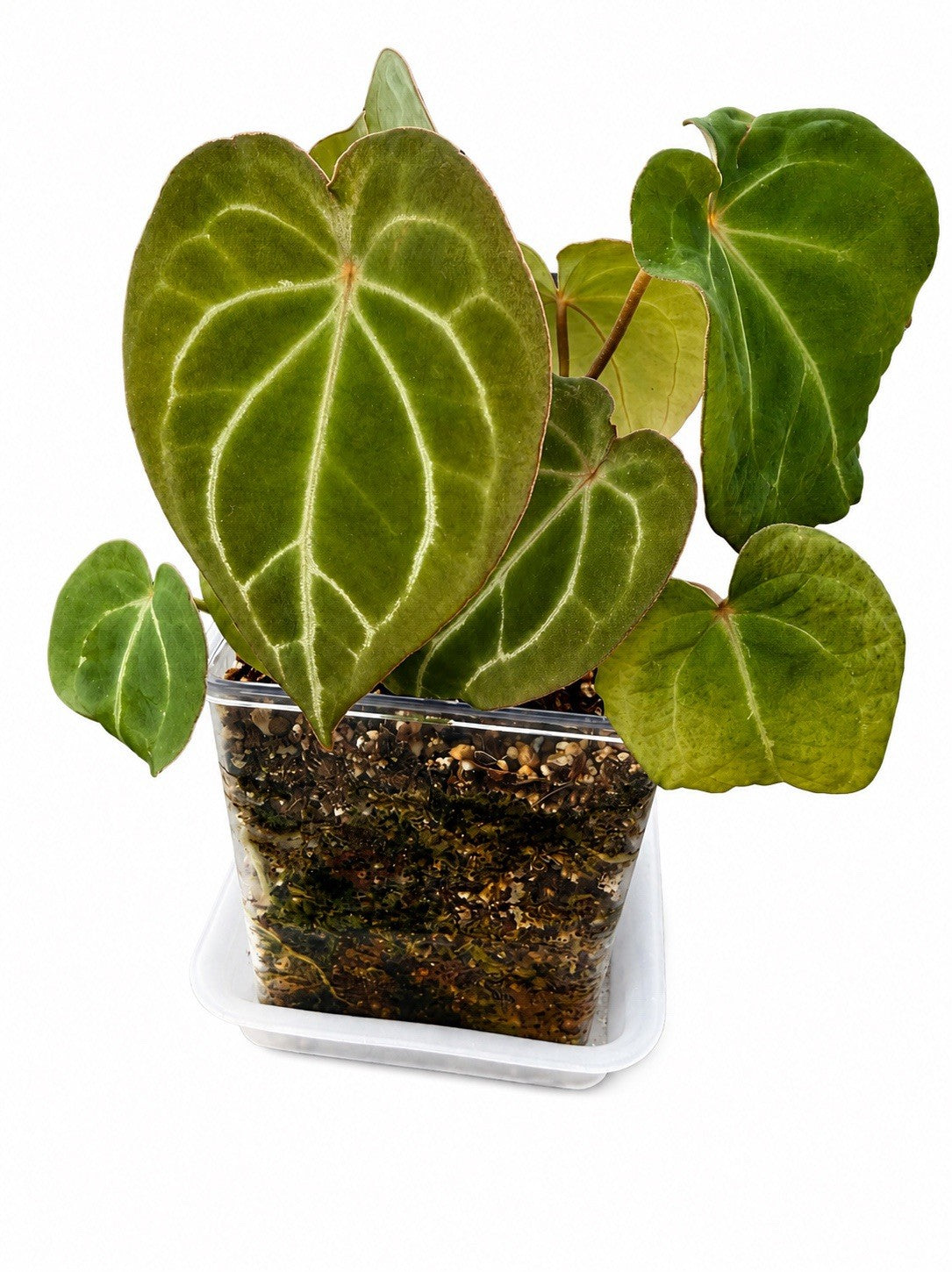 🌿 Anthurium NOID Hybrid – Established Plant 🌿