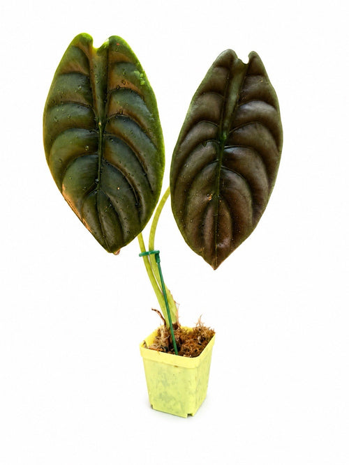 Alocasia Cuprea ‘Red Secret’ | Large Established Rooted Plant | Exact Plant