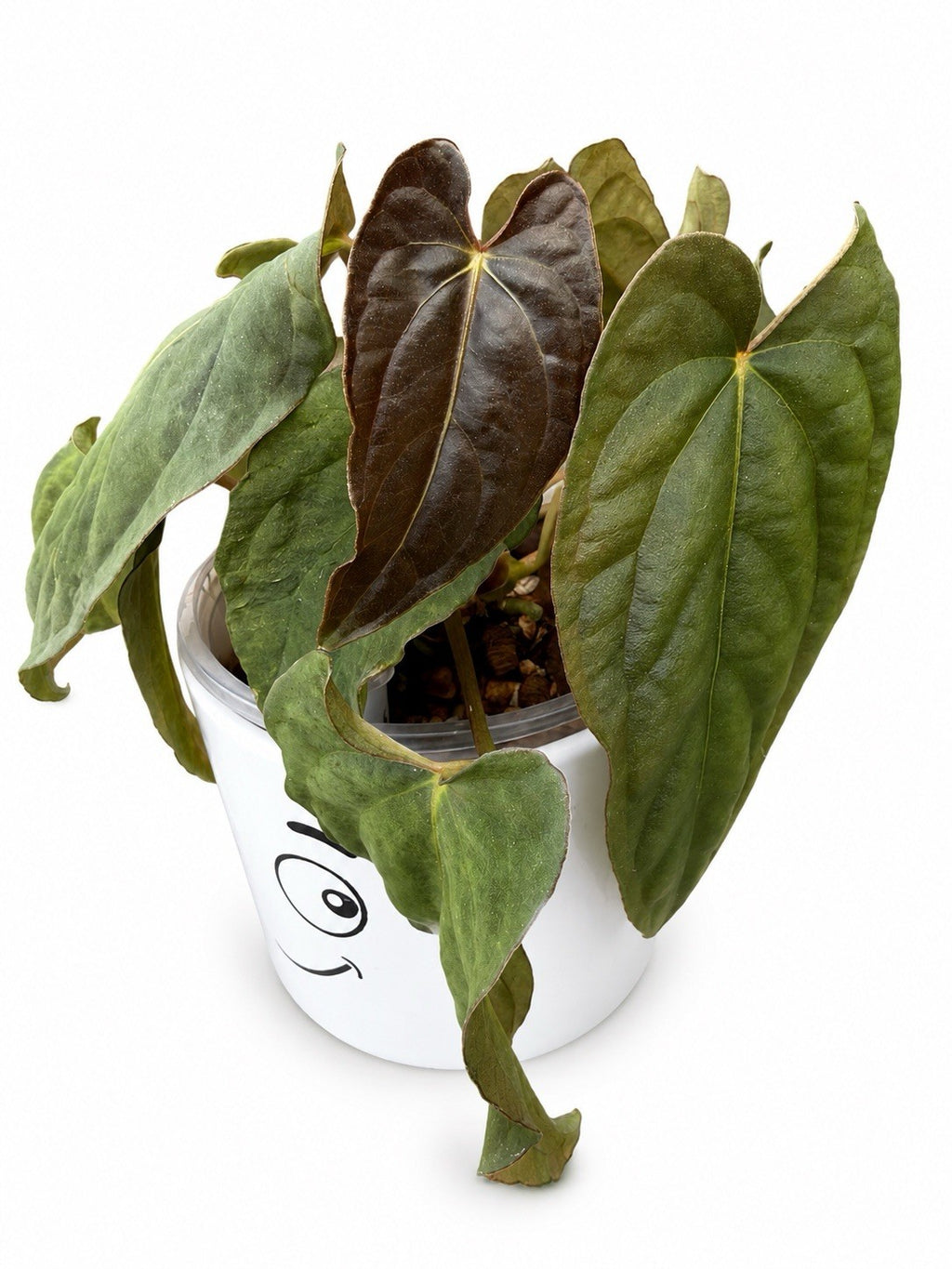 🌿 Anthurium ‘Twin Phoenix × Twin Phoenix’ – Rare Collector Hybrid