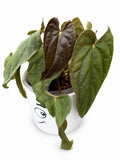 🌿 Anthurium ‘Twin Phoenix × Twin Phoenix’ – Rare Collector Hybrid