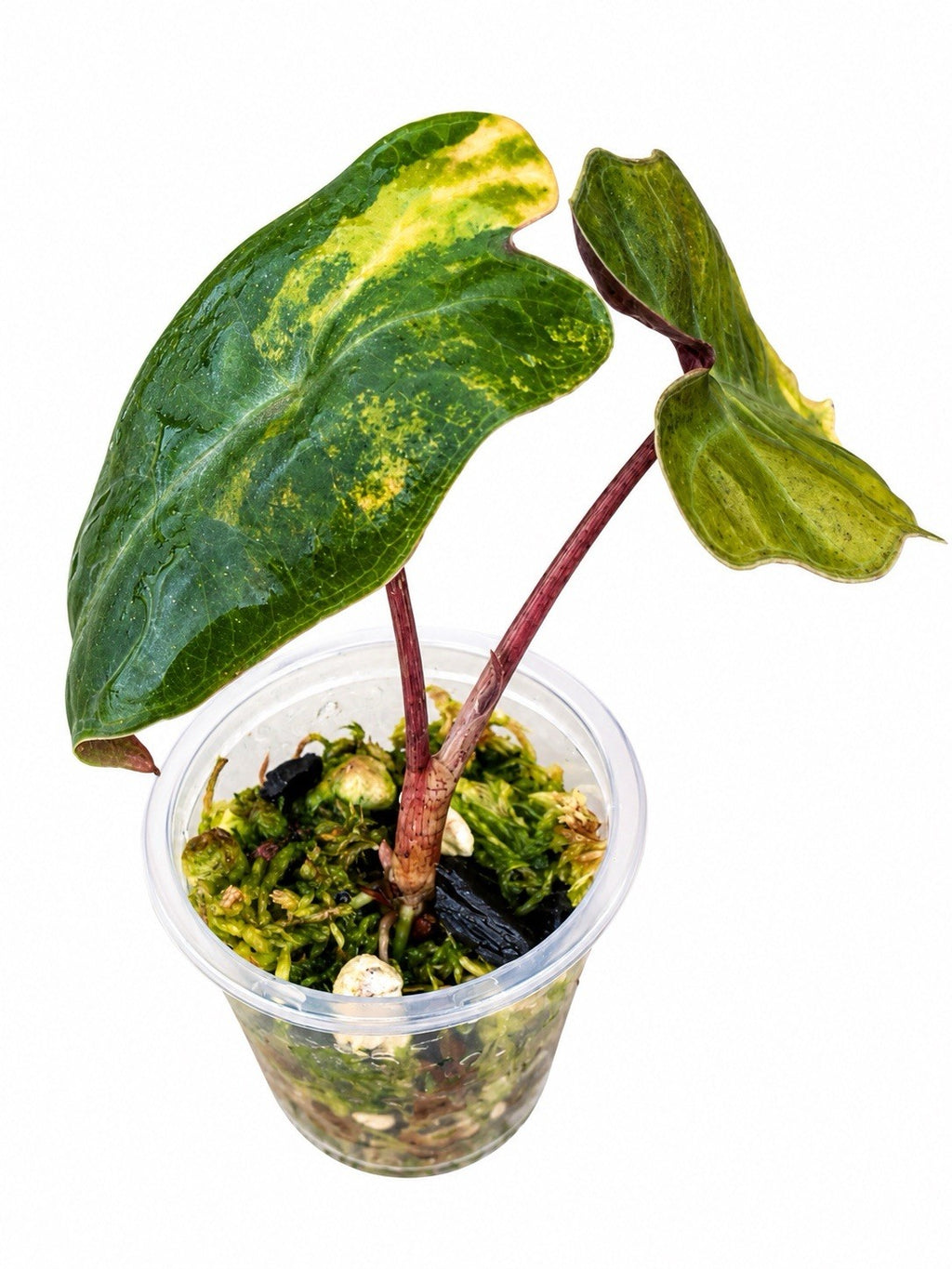 Alocasia Pseudosanderiana Aurea Variegated – Corm Grown | Exact Plant