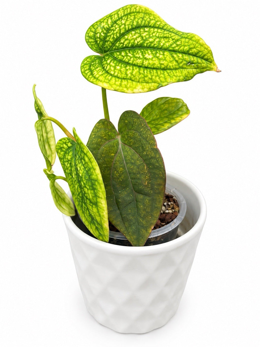 🌿 Anthurium antolakii ‘BVEP’ × RVDP – Established Rare Hybrid | Exact Plant