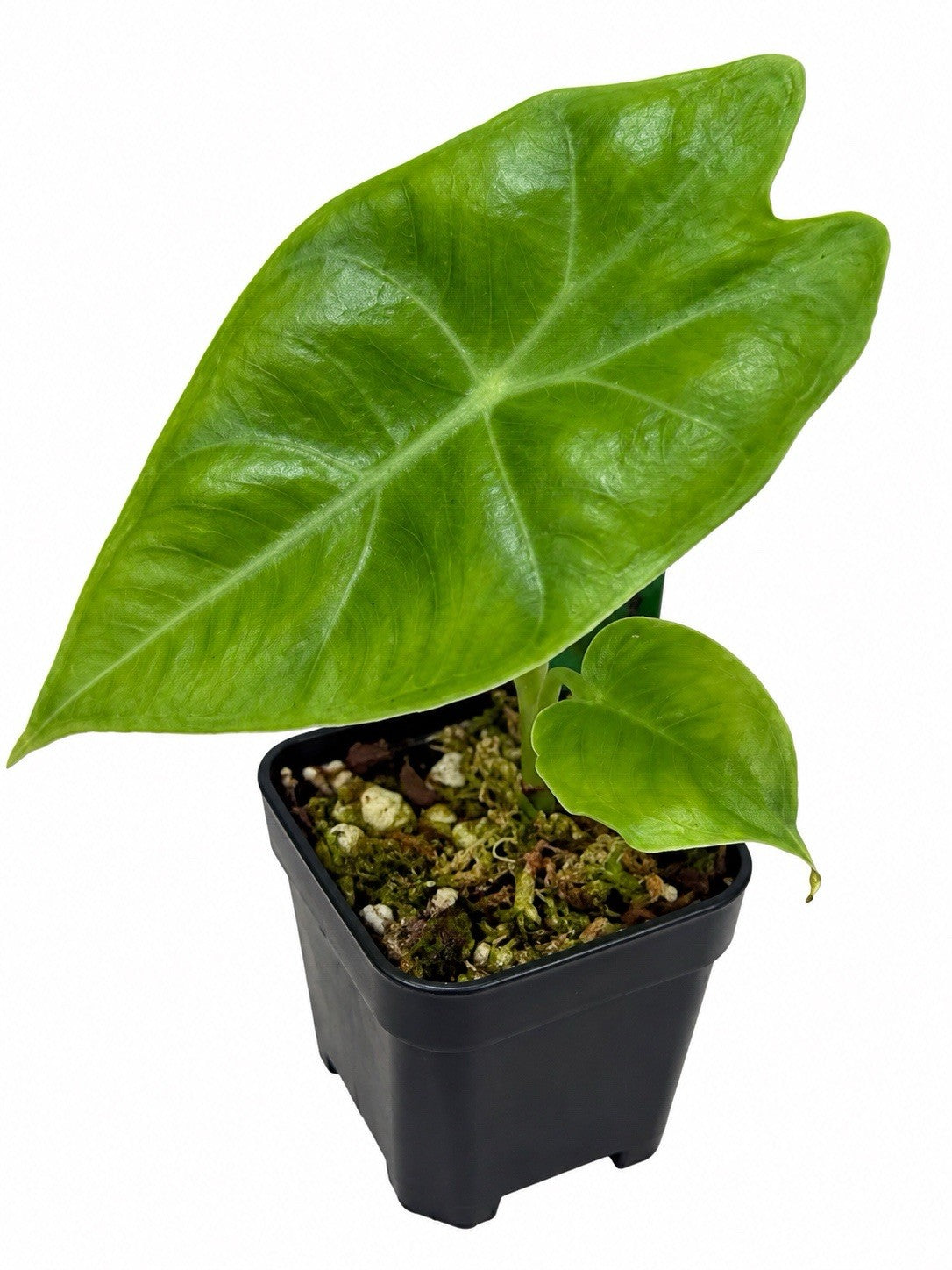 Alocasia ‘Nairobi Nights’ – Reverted | Corm Grown | Collector’s Plant
