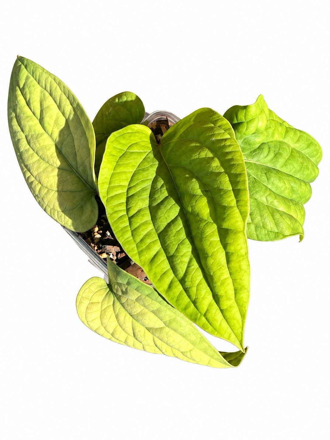 Anthurium Radicans Pure Species | Large Established Aroid | Exact Plant