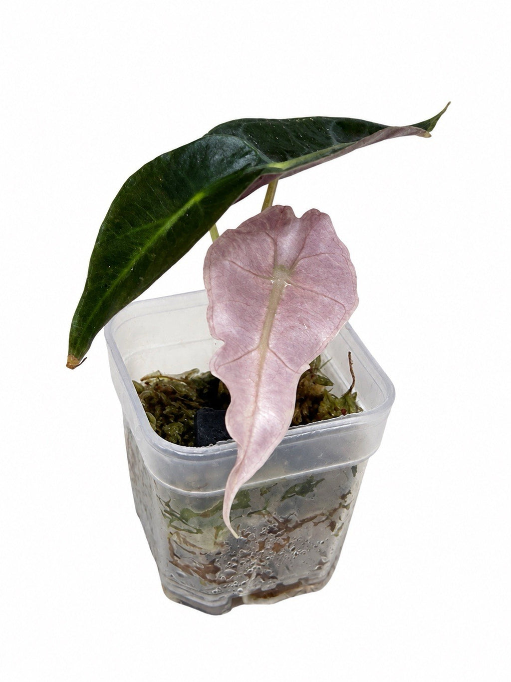 Alocasia Amazonica Pink Variegated | Corm Grown NOT Polly | Exact Plant