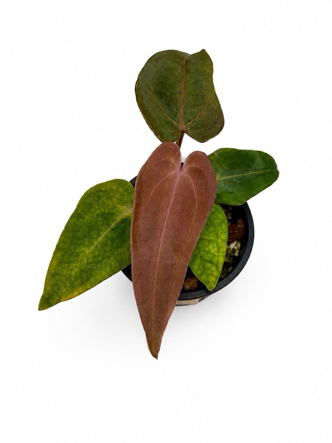 Rare Anthurium “Vital” Hybrid 🌿((Hoffmanii × Velvet Shadow) × Black Cherry) × F