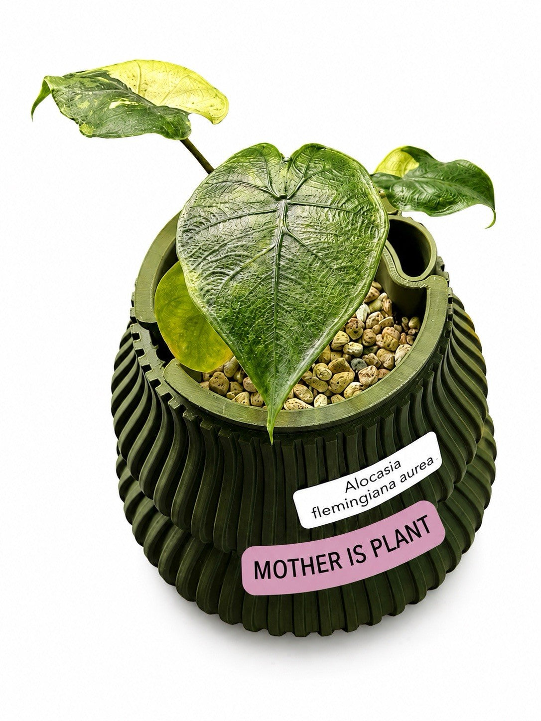 Rare Alocasia Flemigiana CormGrown Aurea🌿
