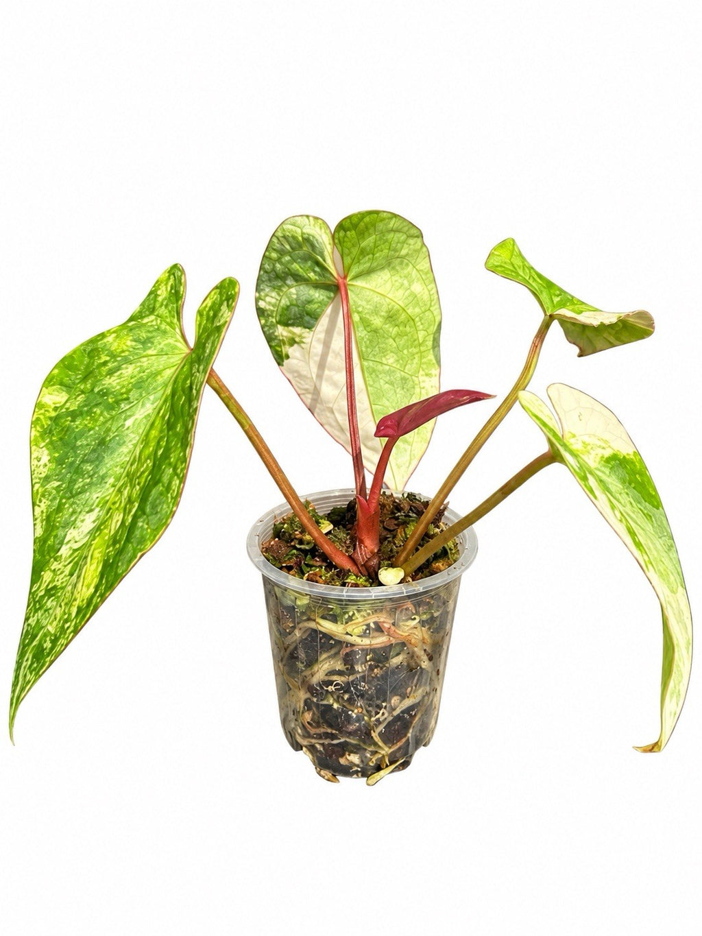 🌿 Anthurium (Forgetii × Stealth) × Stealth Variegated – Exact Plant