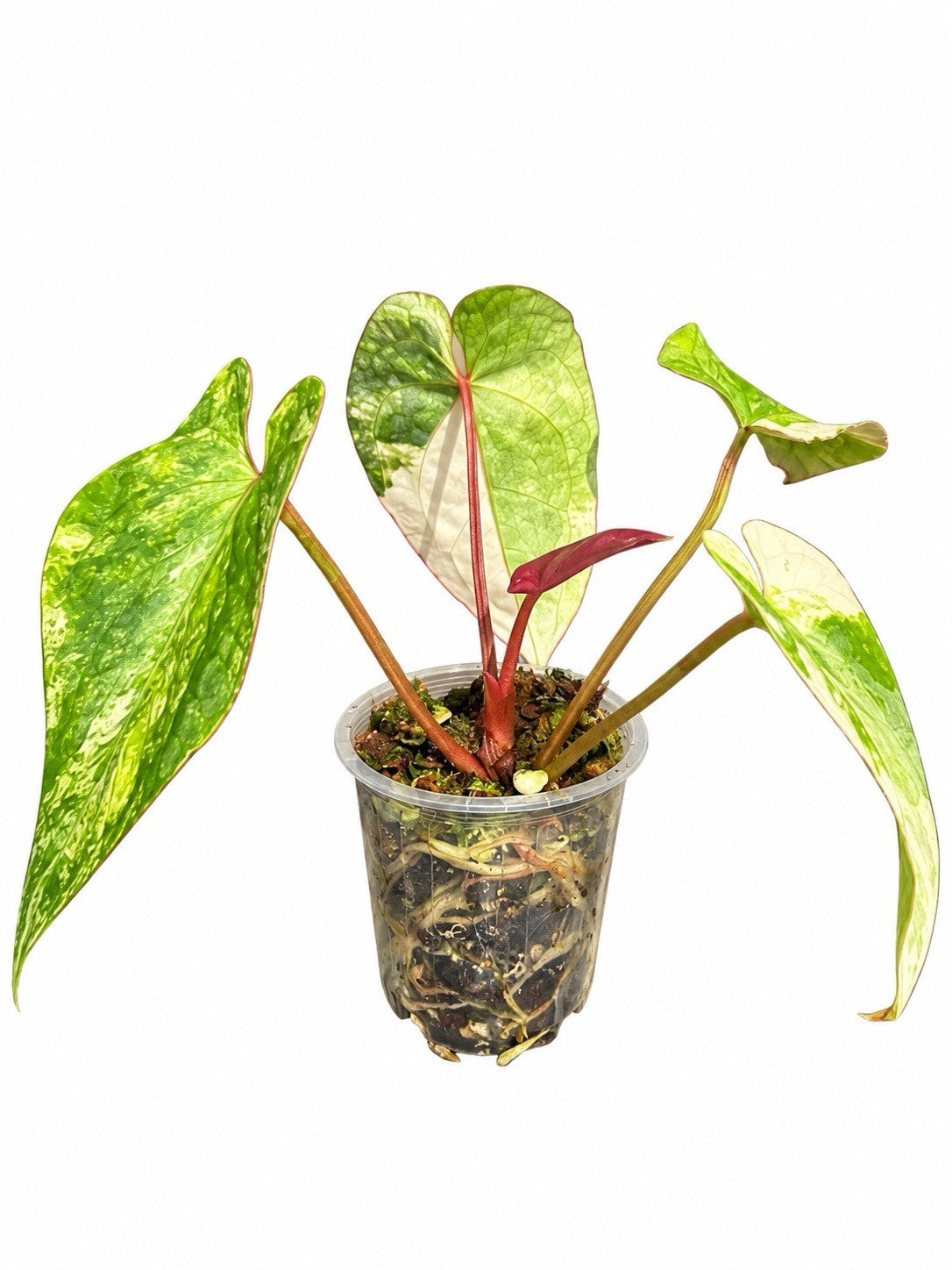 🌿 Anthurium (Forgetii × Stealth) × Stealth Variegated – Exact Plant