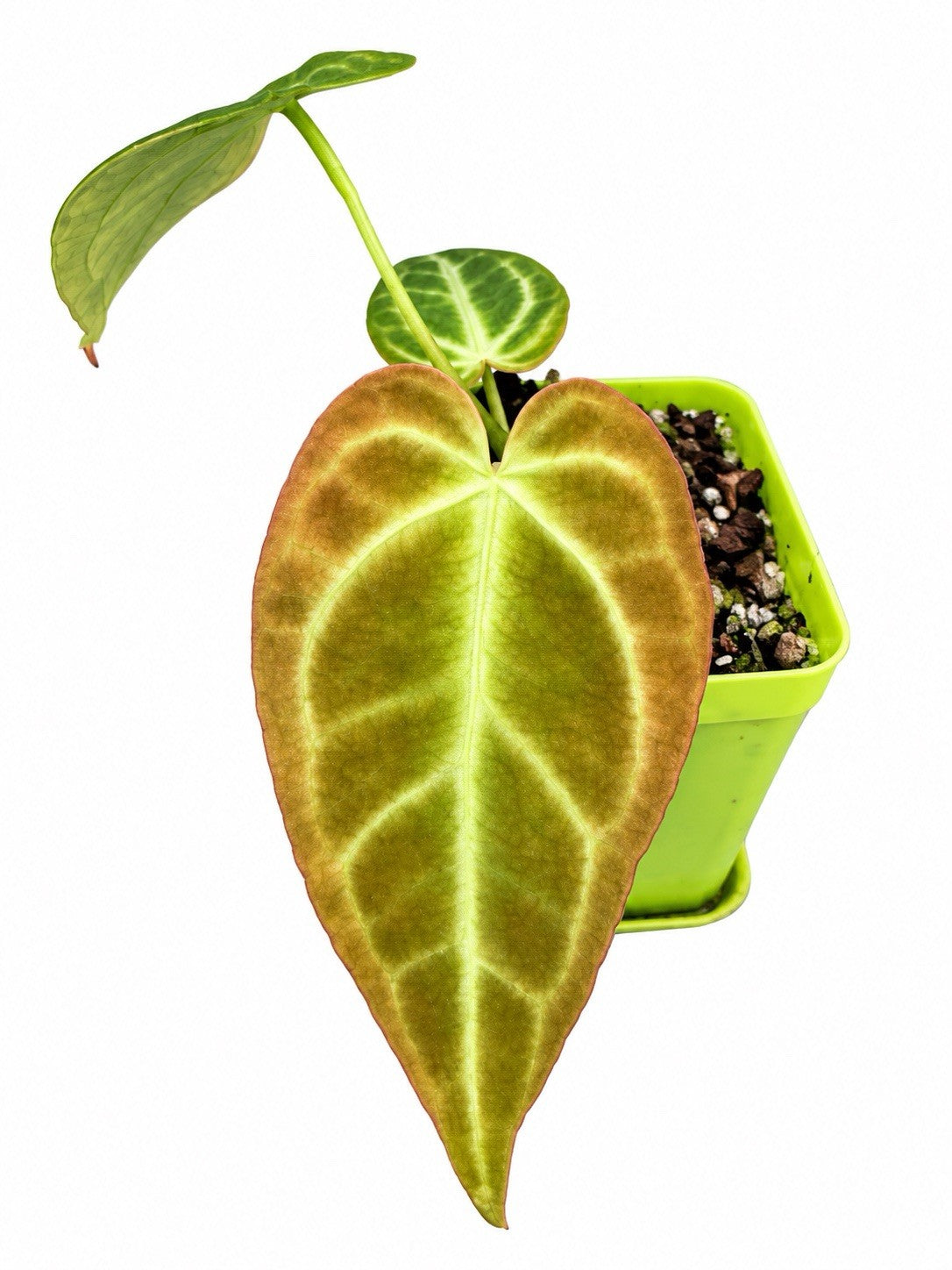 Anthurium (Lux × Pap × Cryst) × (Pap × Warocqueanum × Forgetii) | Rare Hybrid |