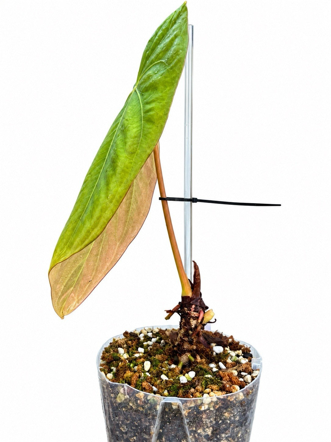 🌿 Anthurium Pap × RVDP – Rare Established Collector Plant