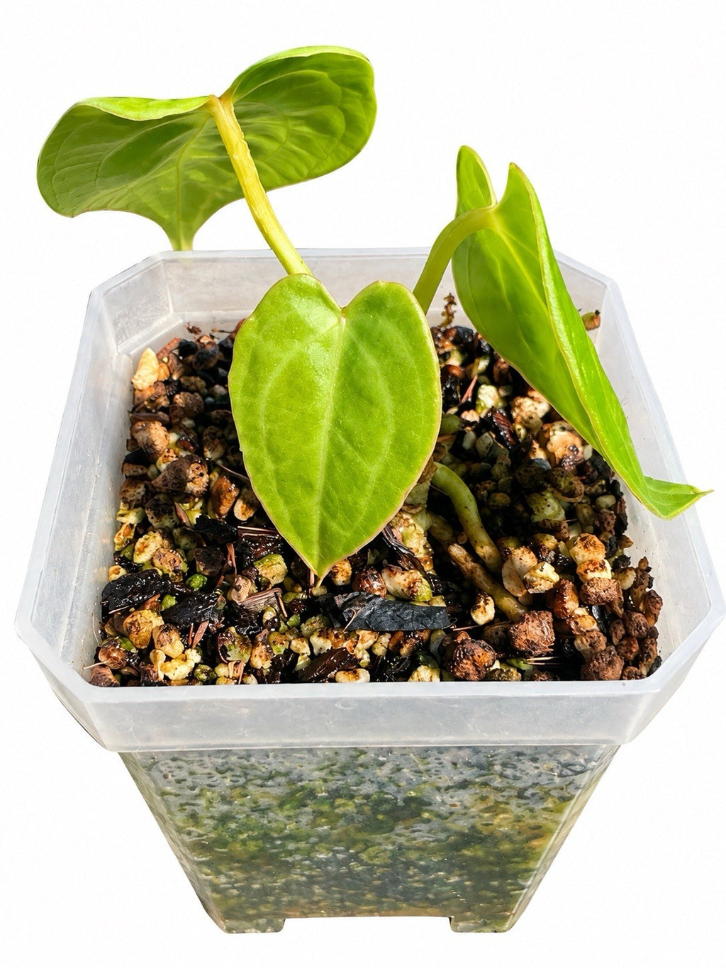 A Anthurium sp. Reophyte × Veitchii | Rare Hybrid | Exact Plant