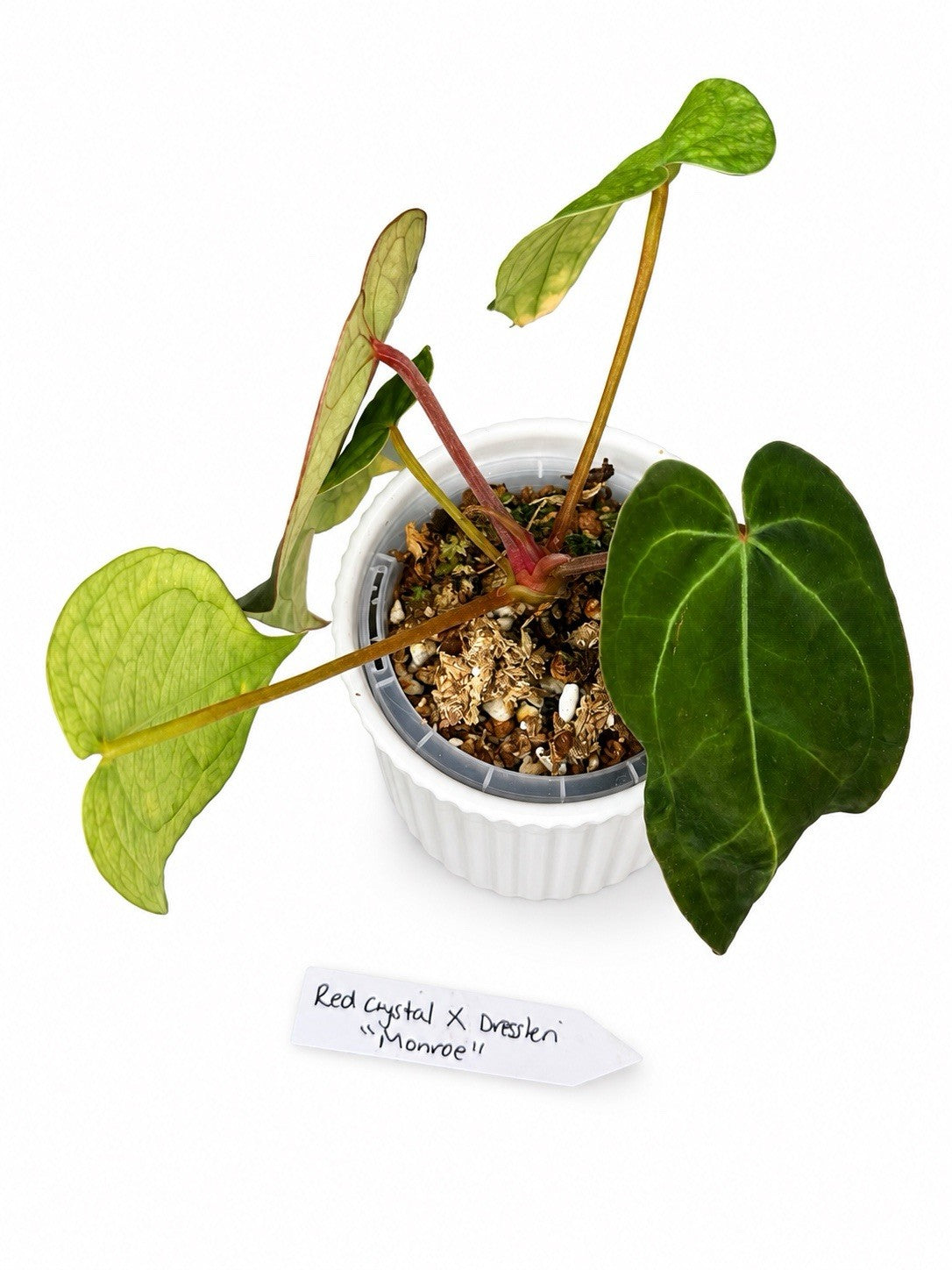 Rare Anthurium Red Crystal × Dressleri ‘Monroe’ – Established Rooted Plant