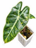 Alocasia Pseudosanderiana Aurea Variegated – Corm Grown | Plant C