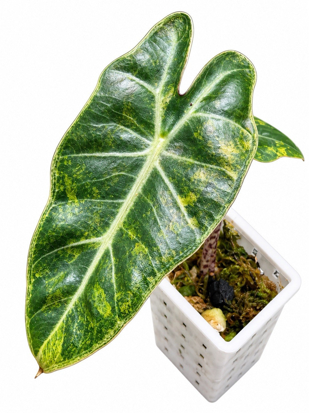 Alocasia Pseudosanderiana Aurea Variegated – Corm Grown | Plant C