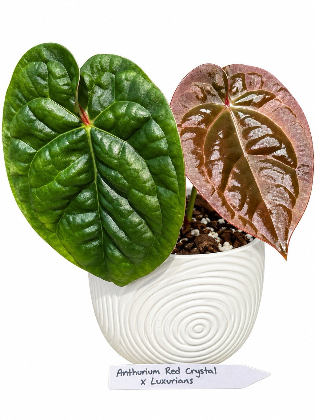🌿 Anthurium Red Crystal × Luxurians – Rare Collector Hybrid | Exact Plant