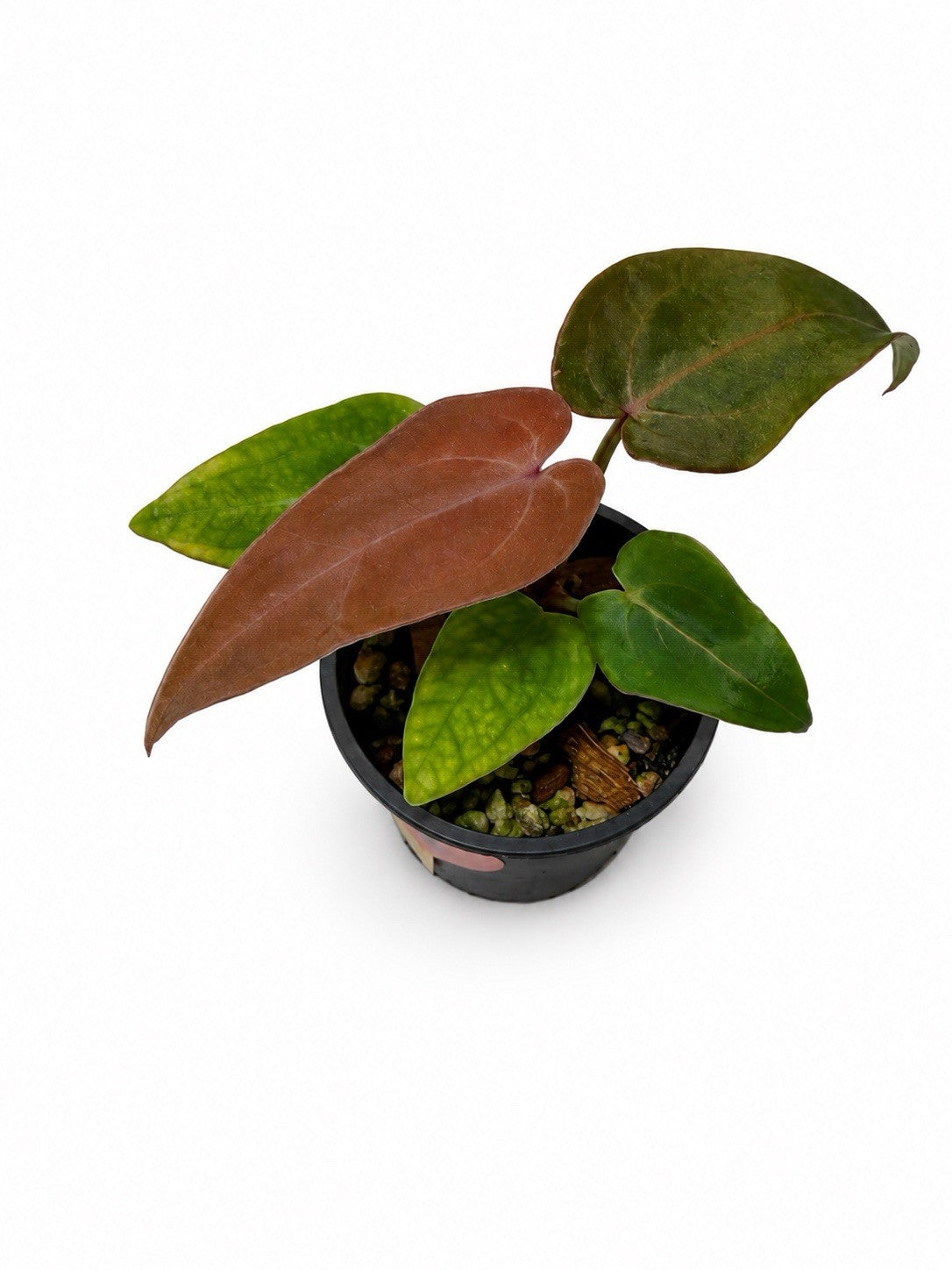 Rare Anthurium “Vital” Hybrid 🌿((Hoffmanii × Velvet Shadow) × Black Cherry) × F