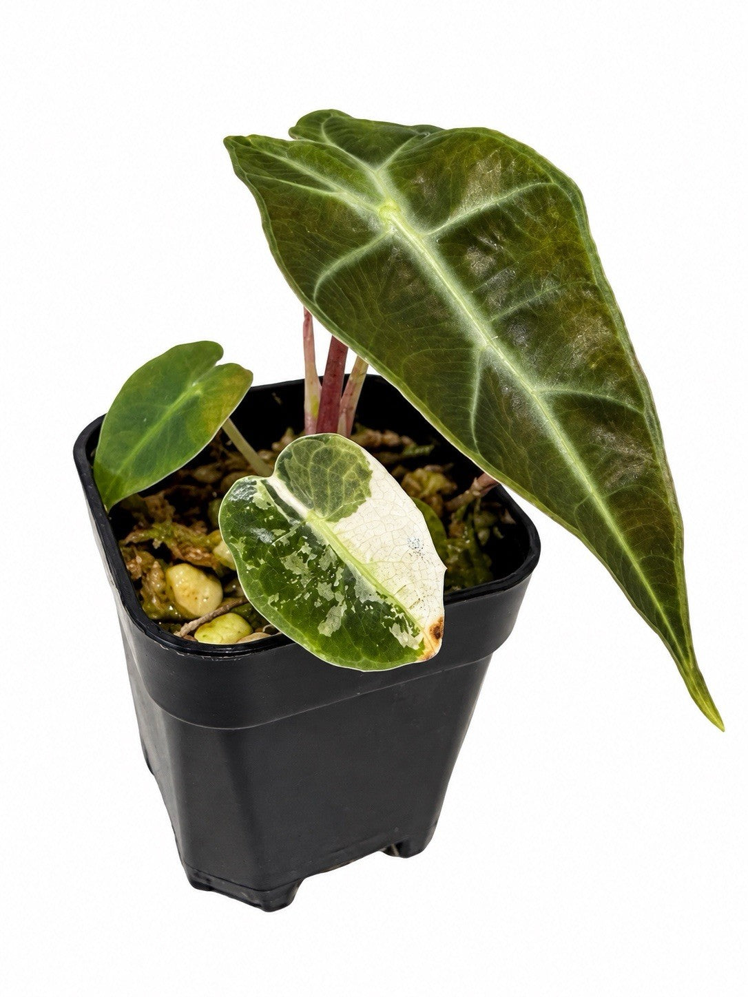 Alocasia Amazonica Pink Variegated | Corm Grown | Exact Plant