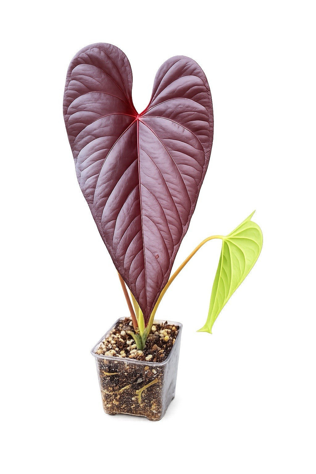 Anthurium Moody Clone × Red Beauty × Moodeanum Rare Aroid Collector Plant