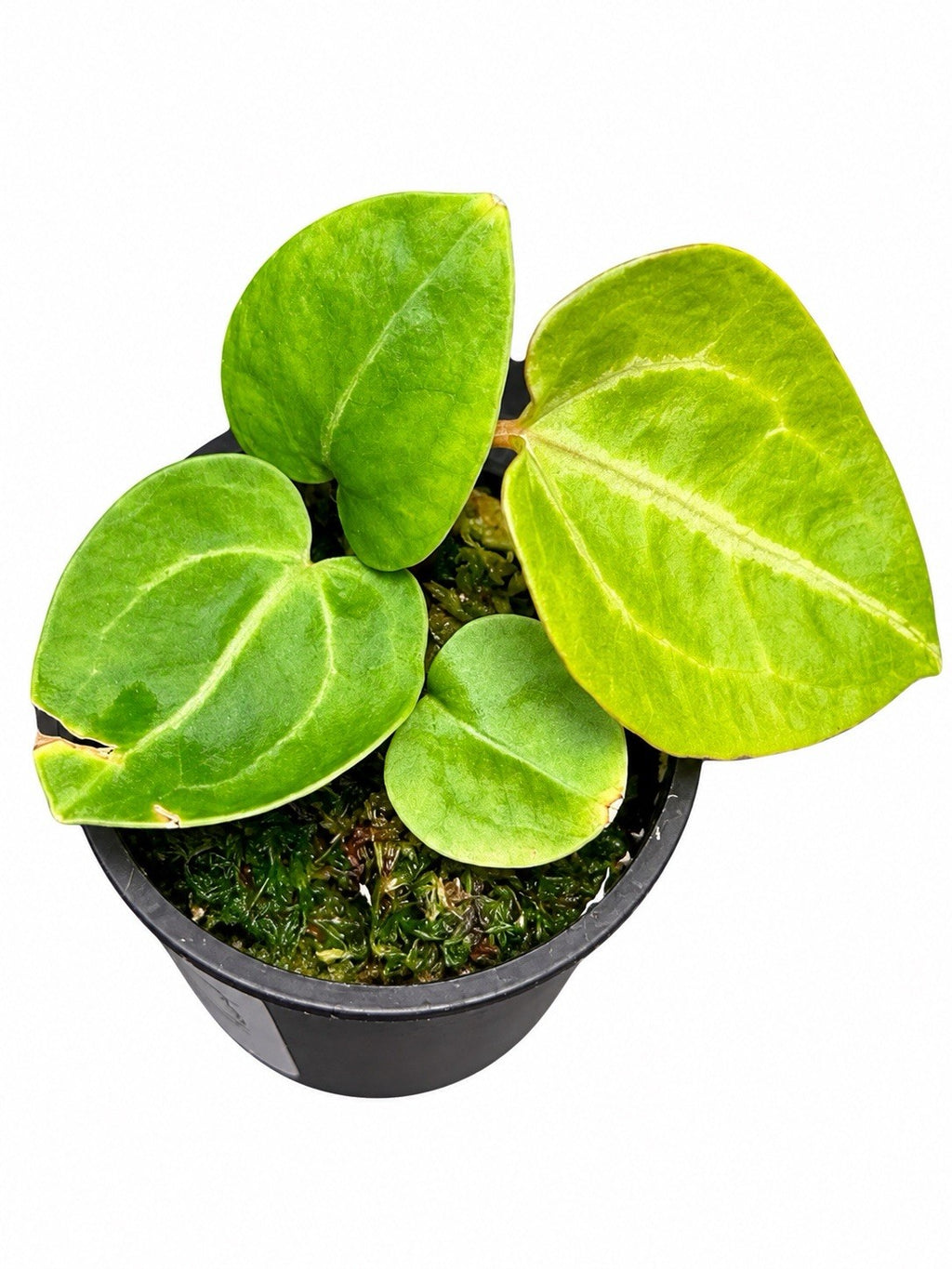 Rare Anthurium (SKG Silver × Red Crystallinum) × Variegated Magnificum