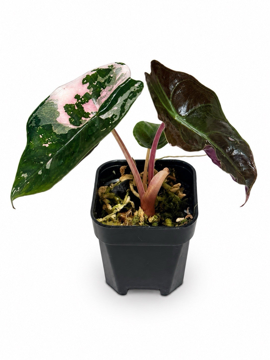 🌿 Alocasia Chanteri Pink Variegated – Corm Grown 🩷