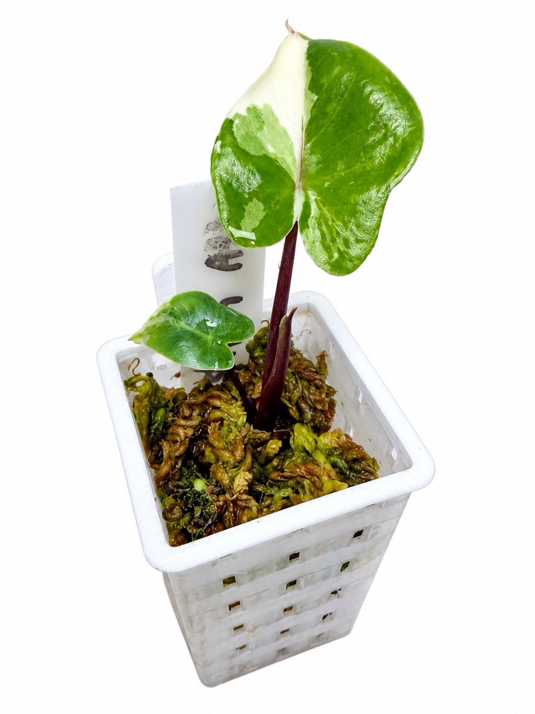 Alocasia macrorrhiza ‘Black Stem Albo Variegata’ | Corm Grown | Exact Plant