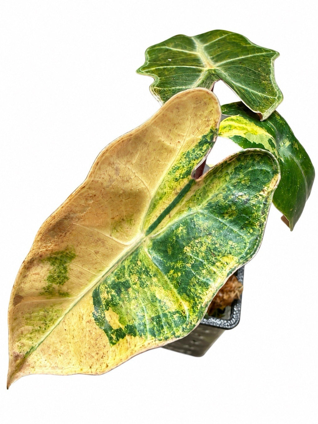 Alocasia Pseudosanderiana Aurea Variegated – Corm Grown | Plant B