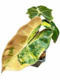 Alocasia Pseudosanderiana Aurea Variegated – Corm Grown | Plant B