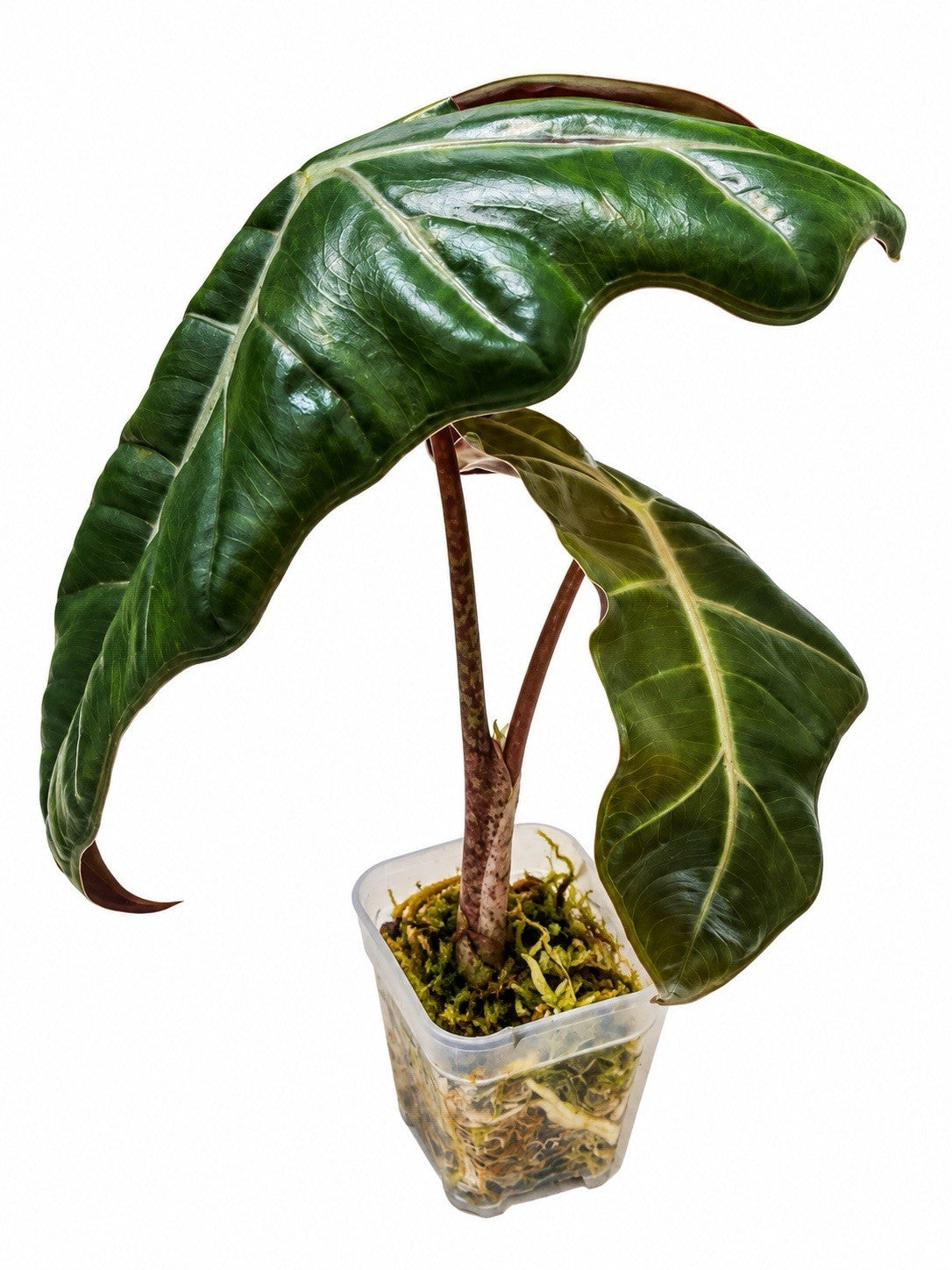 🌿 Alocasia Pseudosanderiana Aurea – Corm Grown | Exact Plant