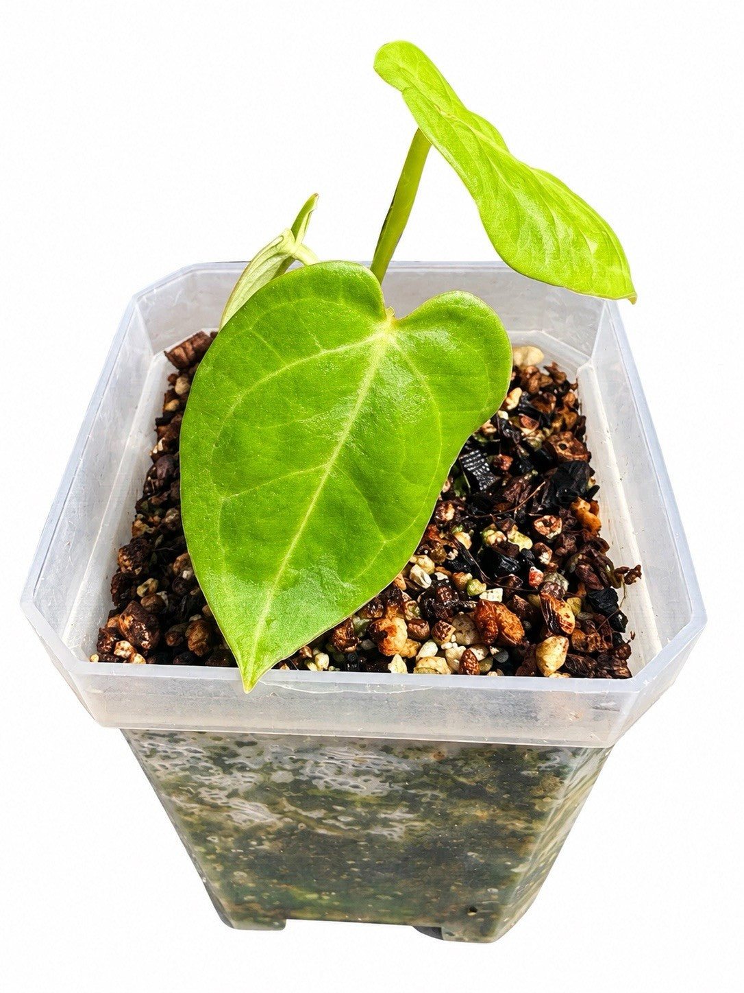 A Anthurium sp. Reophyte × Veitchii | Rare Hybrid | Exact Plant