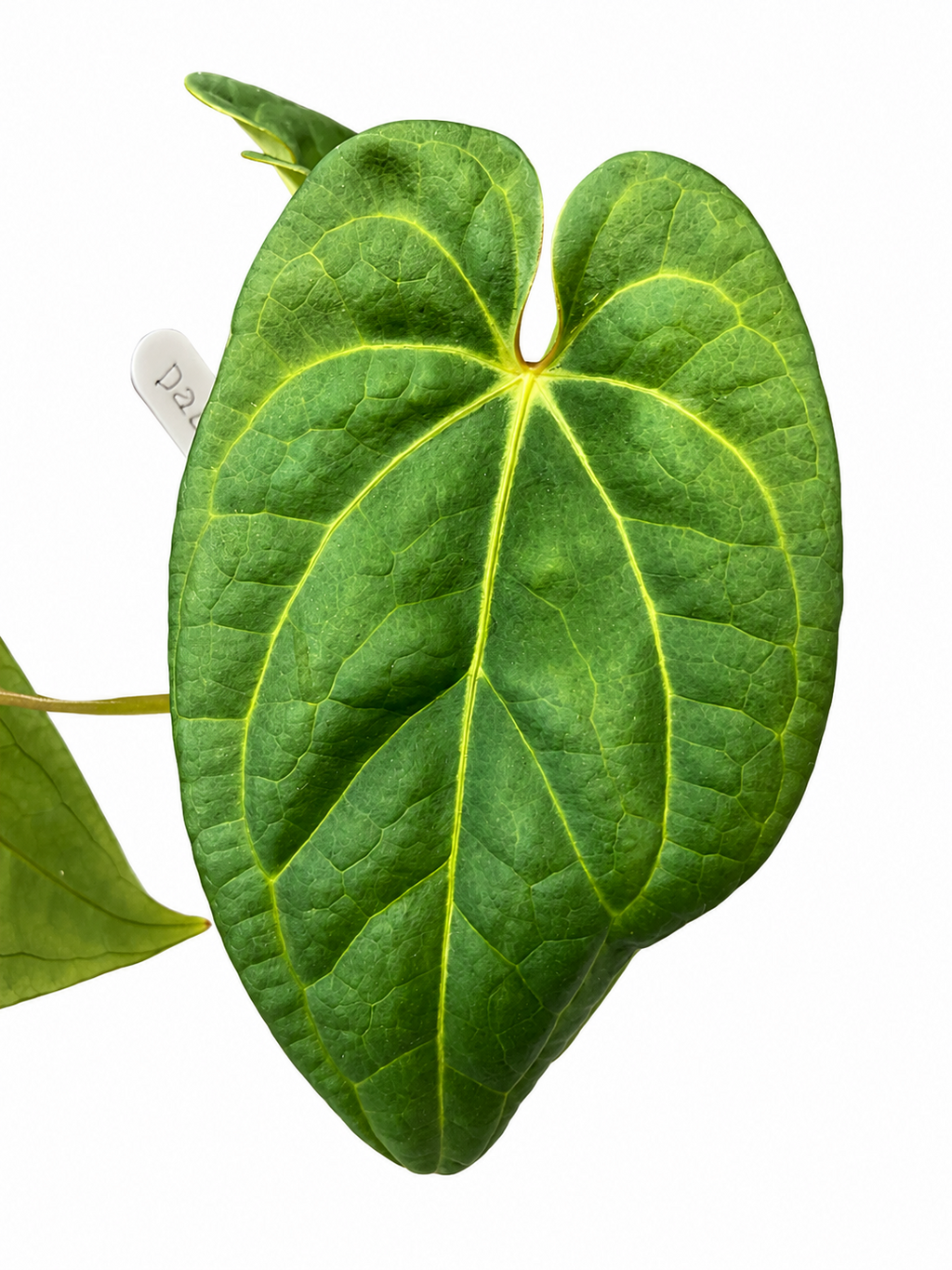 Anthurium Dorayaki x Silver Blush (Silver Pearl) | Exact Plant | Rare Hybrid