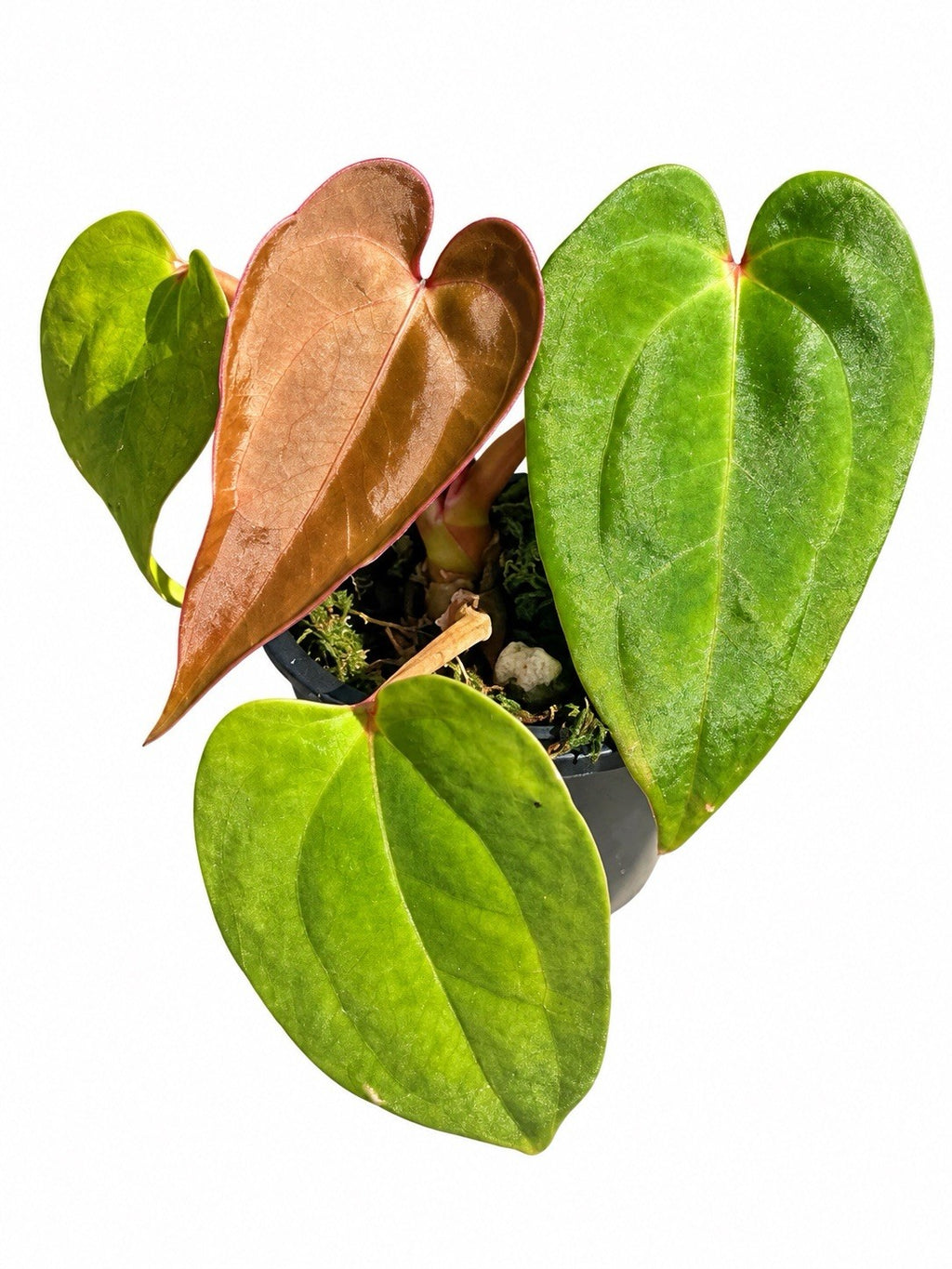 Anthurium Pap × (Carla × AOS) | Rare Collector Hybrid | Exact Plant