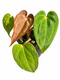 Anthurium Pap × (Carla × AOS) | Rare Collector Hybrid | Exact Plant
