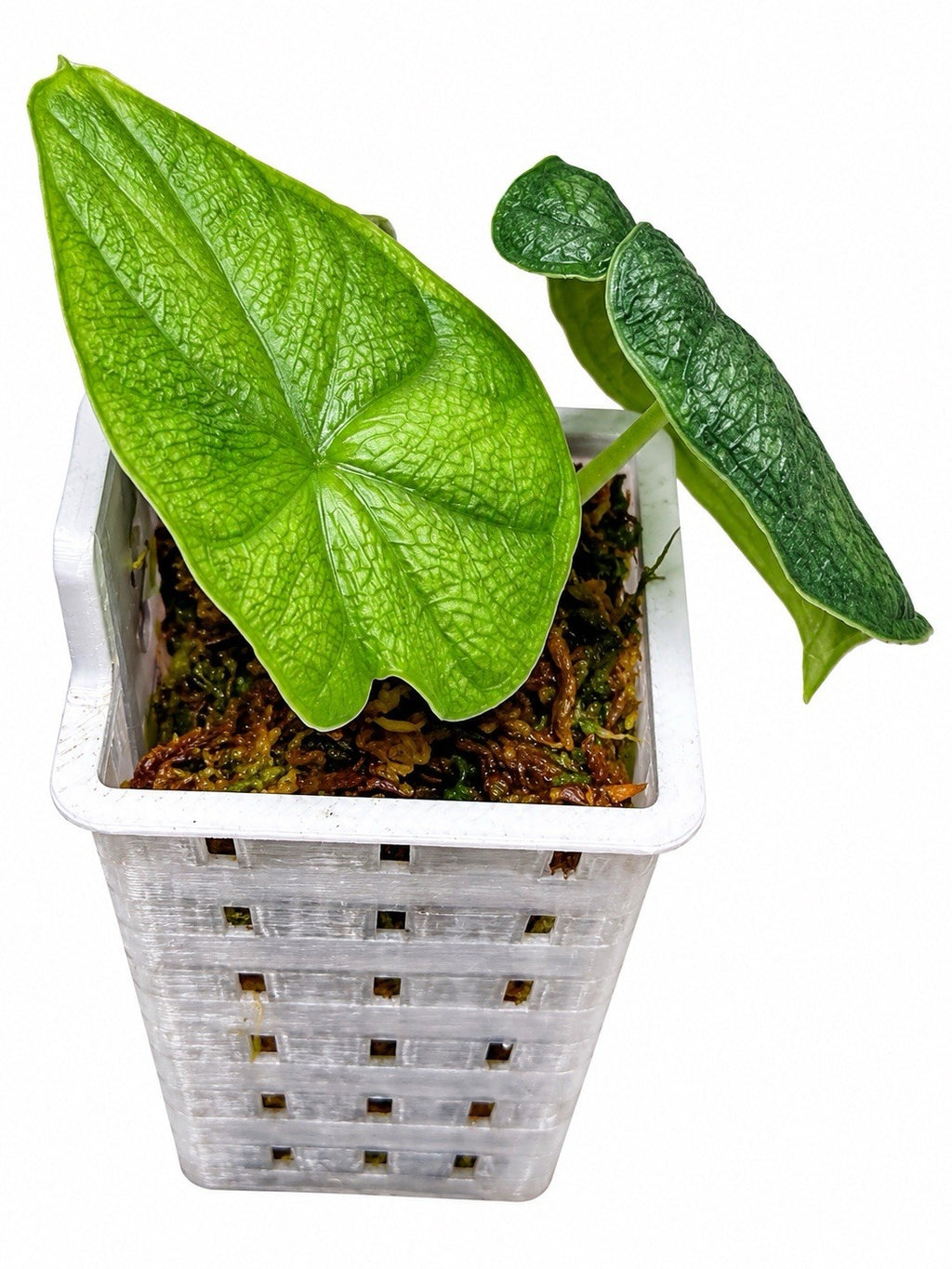 🌿 Alocasia Melo Albo Variegata – Reverted | Variegated Mother Plant