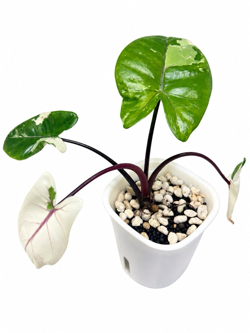 Alocasia macrorrhiza ‘Black Stem Albo Variegata’ | Corm Grown | Exact Plant