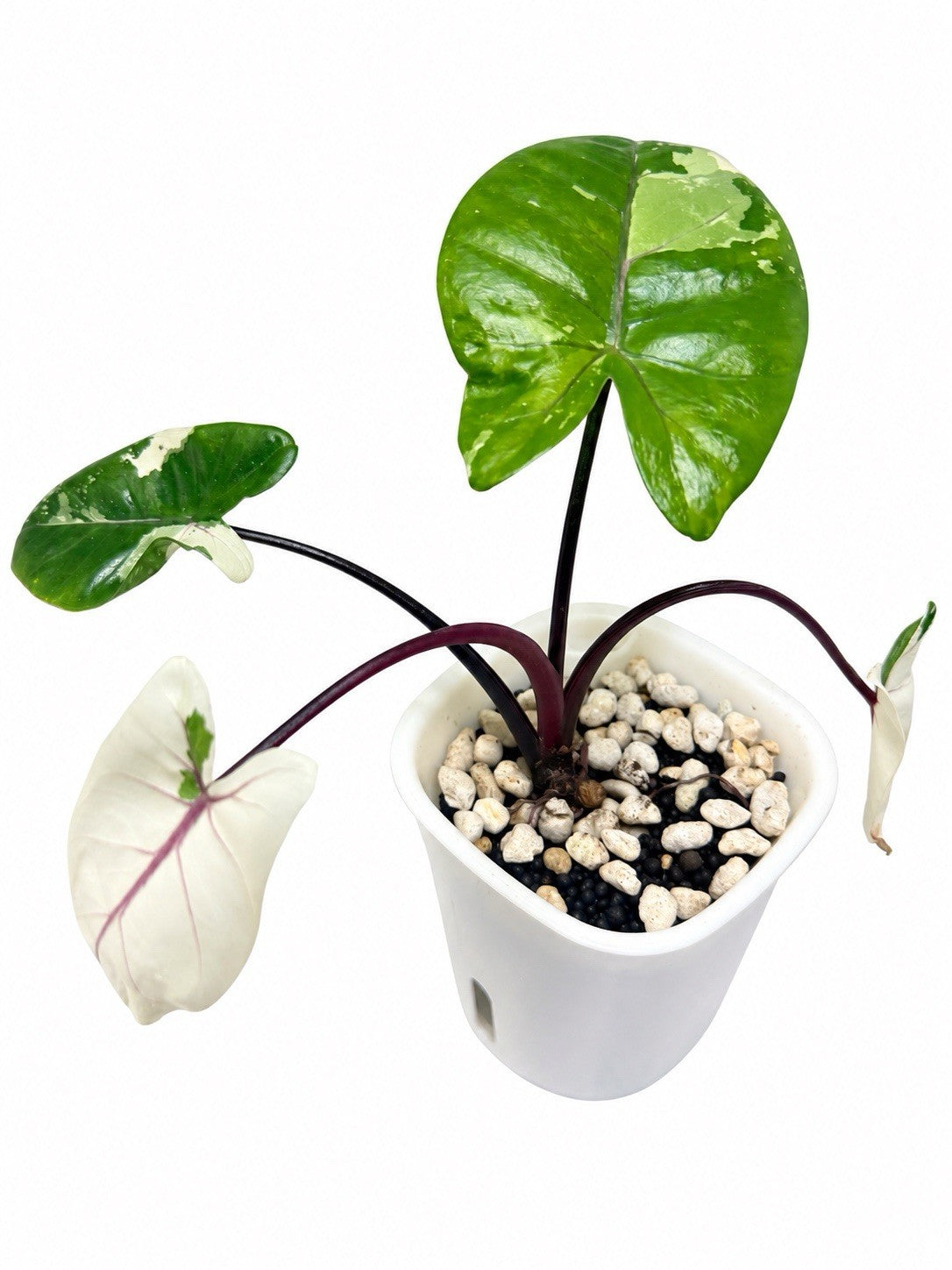 Alocasia macrorrhiza ‘Black Stem Albo Variegata’ | Corm Grown | Exact Plant