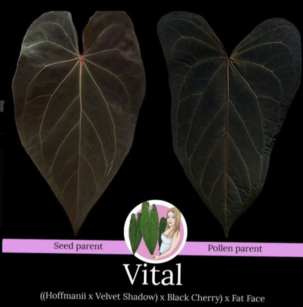 Rare Anthurium “Vital” Hybrid 🌿((Hoffmanii × Velvet Shadow) × Black Cherry) × F