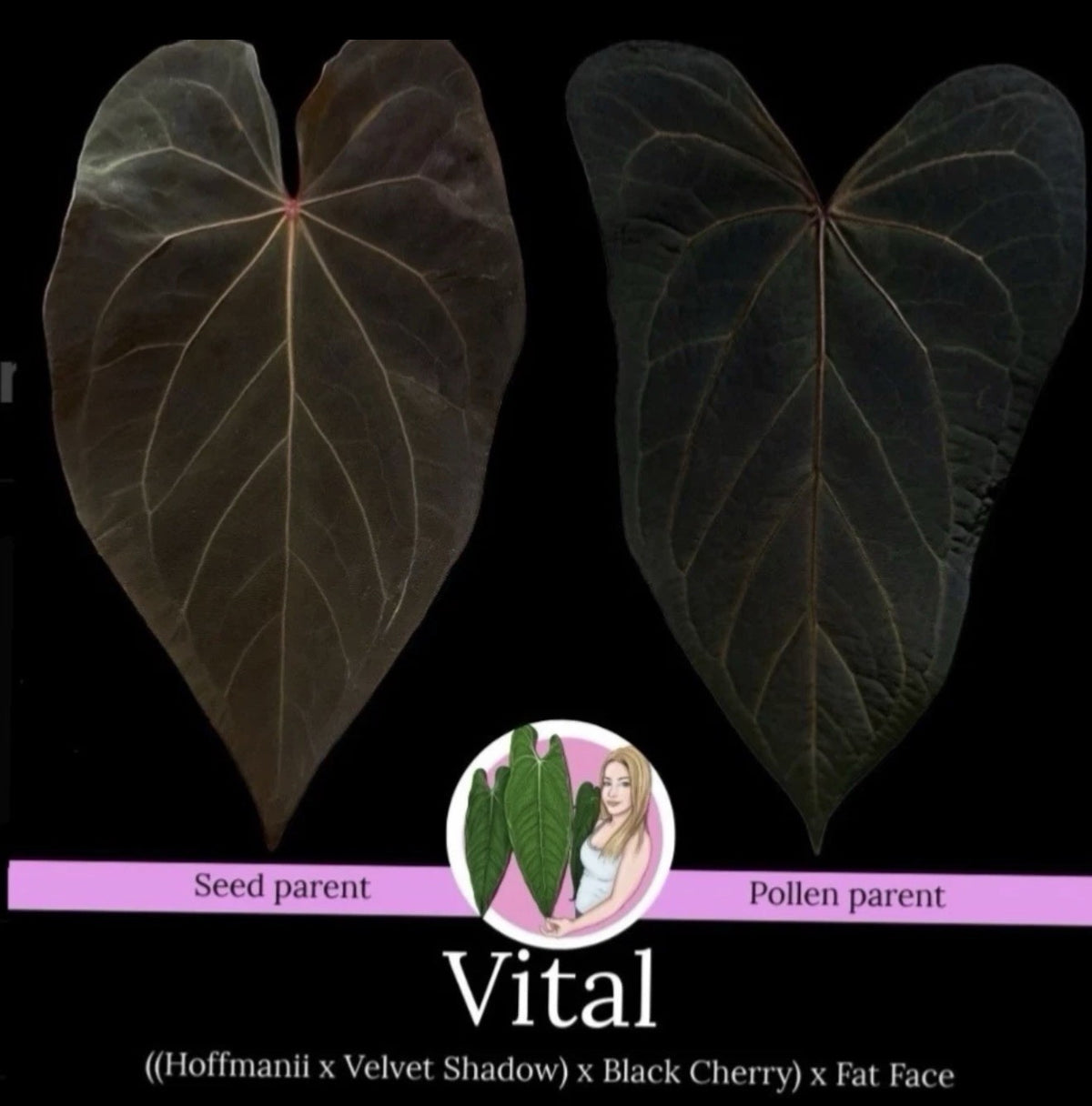 Rare Anthurium “Vital” Hybrid 🌿((Hoffmanii × Velvet Shadow) × Black Cherry) × F