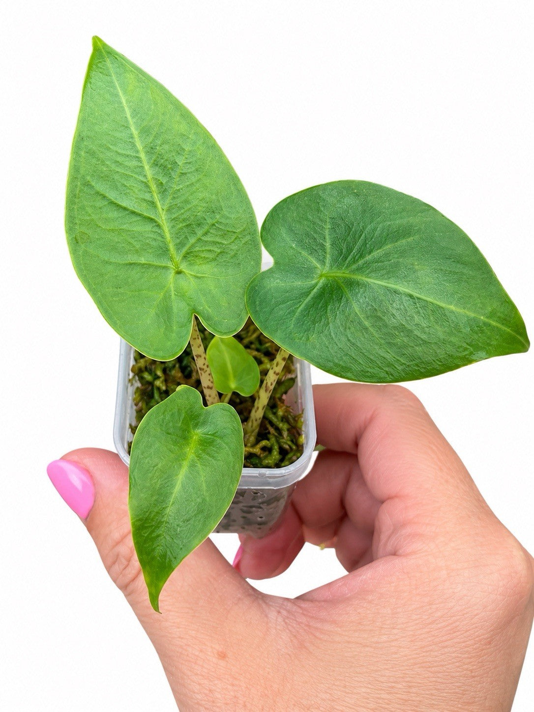 Rare Alocasia Flemigiana CormGrown Aurea🌿